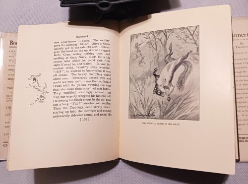 Image for Bannertail: The Story of a Graysquirrel Bannertail: The Story of a Graysquirrel