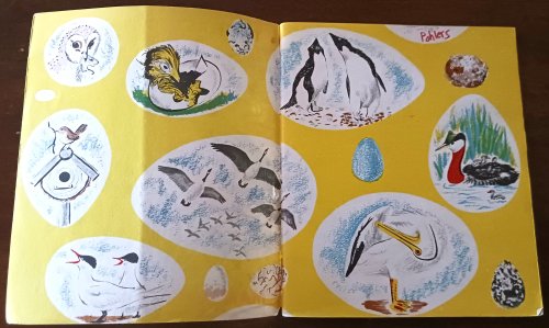 The First Book of Birds (The First Books series)