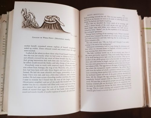 Image for Animal Treasure: A Naturalist in Search of Strange Creatures Animal Treasure: A Naturalist in Search of Strange Creatures