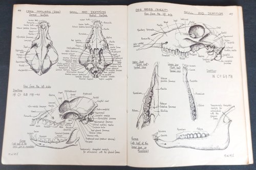 Image for Biological Drawings with Notes: Parts I & II Biological Drawings with Notes: Parts I & II