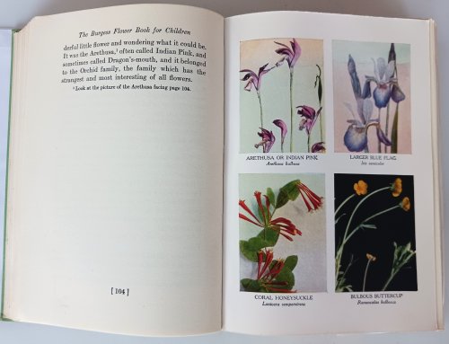 Image for The Burgess Flower Book for Children The Burgess Flower Book for Children
