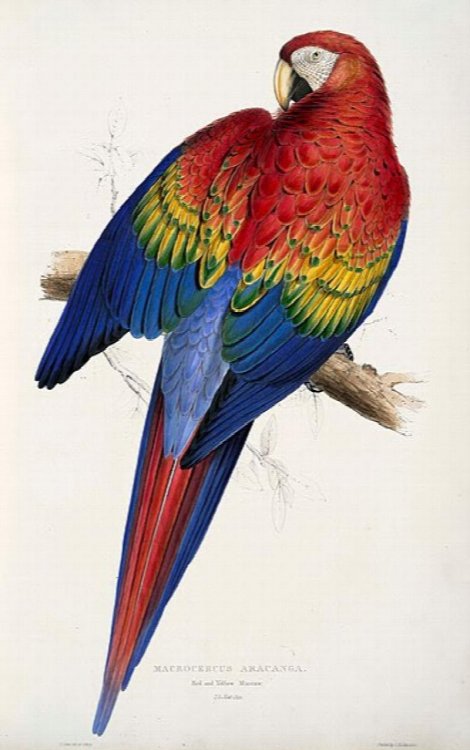 THE PARROTS. - The complete Plates in folio format. 20 x 1.5 x 13.5 inches