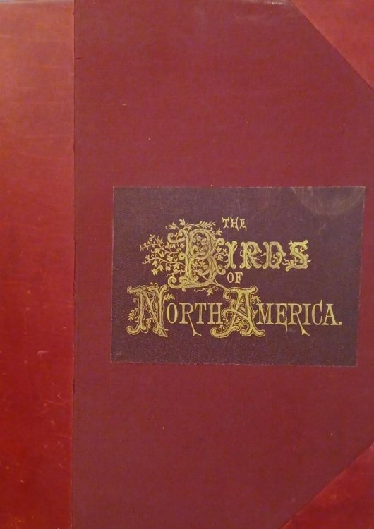 Image for The Birds of North America The Birds of North America