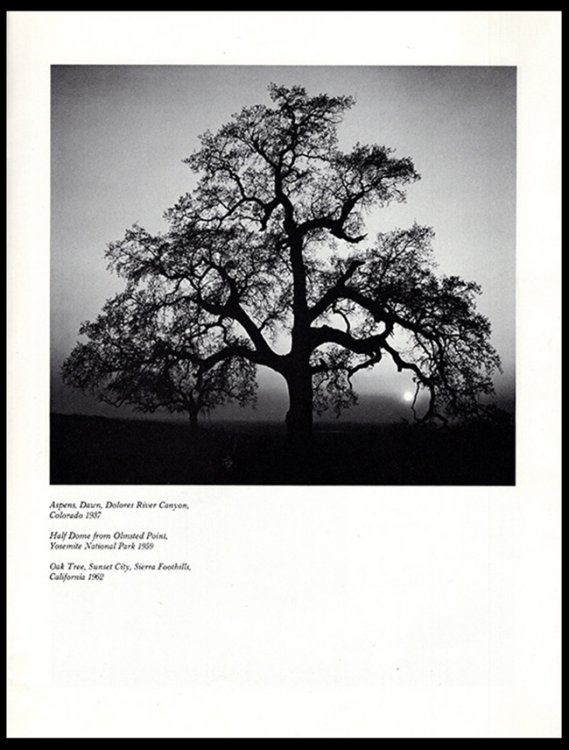 Image for Celebrating the American Earth: A Tribute to Ansel Adams Celebrating the American Earth: A Tribute to Ansel Adams