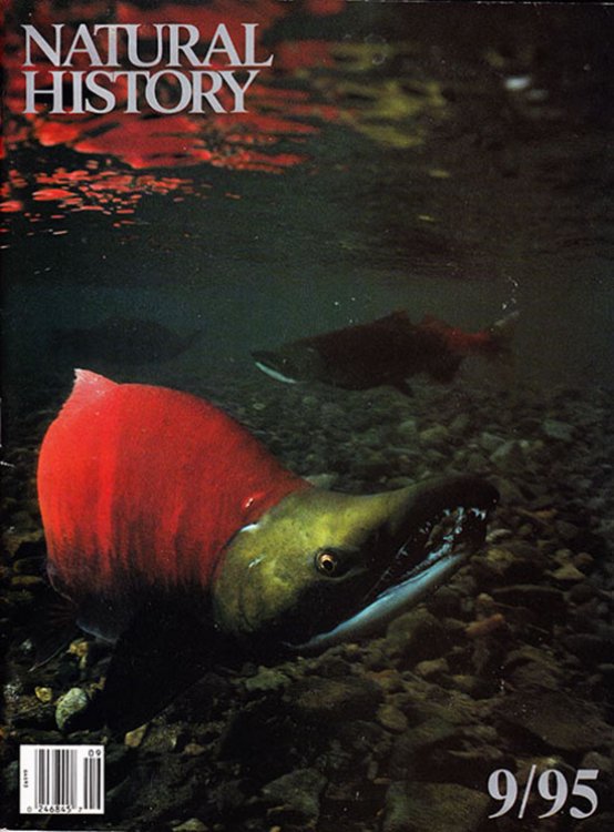 Image for Natural History 5/95 (Vol. 104, No. 9, Sept 1995) Natural History 5/95 (Vol. 104, No. 9, Sept 1995)