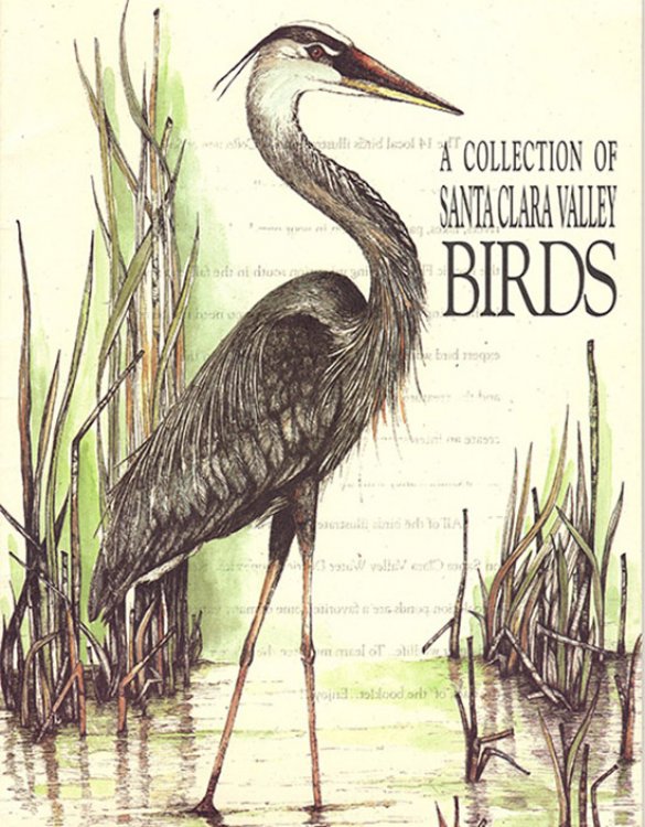 Image for A Collection of Santa Clara Valley Birds A Collection of Santa Clara Valley Birds