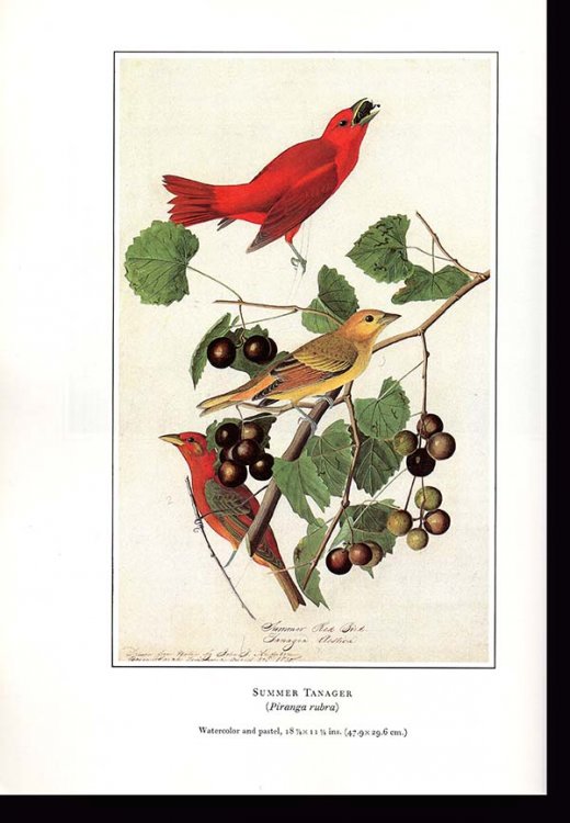 John James Audubon: A selection of watercolors in the New-York Historical Society (Medaenas monographs on the arts)