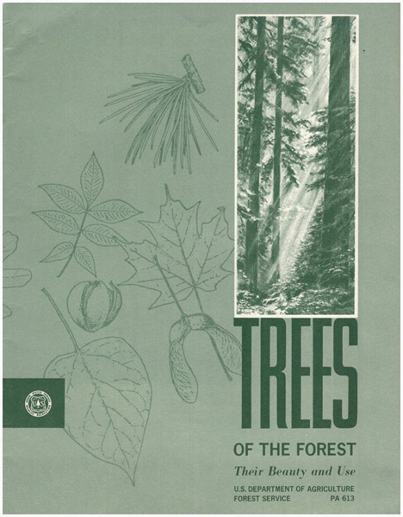 Image for Trees of the Forest: Their Beauty and Use (PA 613) Trees of the Forest: Their Beauty and Use (PA 613)