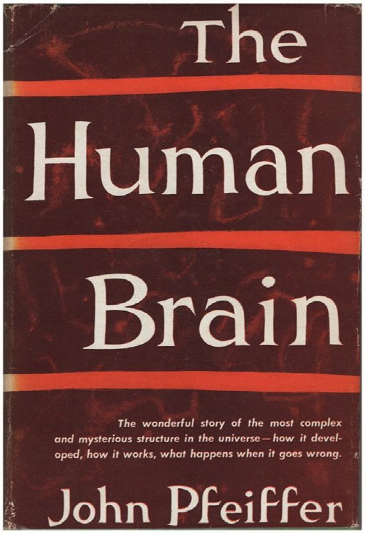 The Human Brain