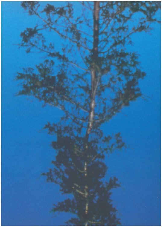 Image for The World On Its Head (De wereld op zun kop): An Exhibition of Contemporary Belgian Art from Flanders The World On Its Head (De wereld op zun kop): An Exhibition of Contemporary Belgian Art from Flanders