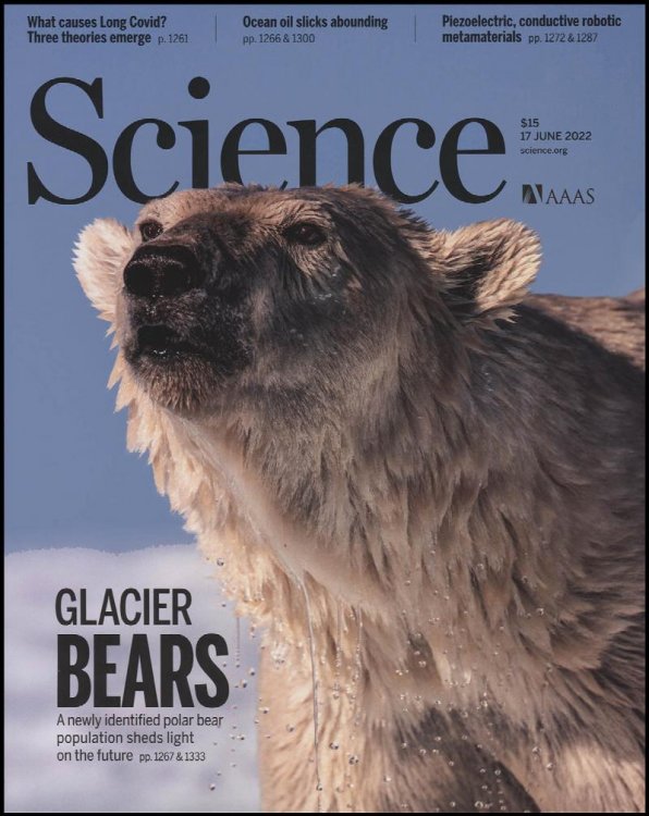 Image for Science Magazine: Glacier Bears (17 June 2022) Science Magazine: Glacier Bears (17 June 2022)