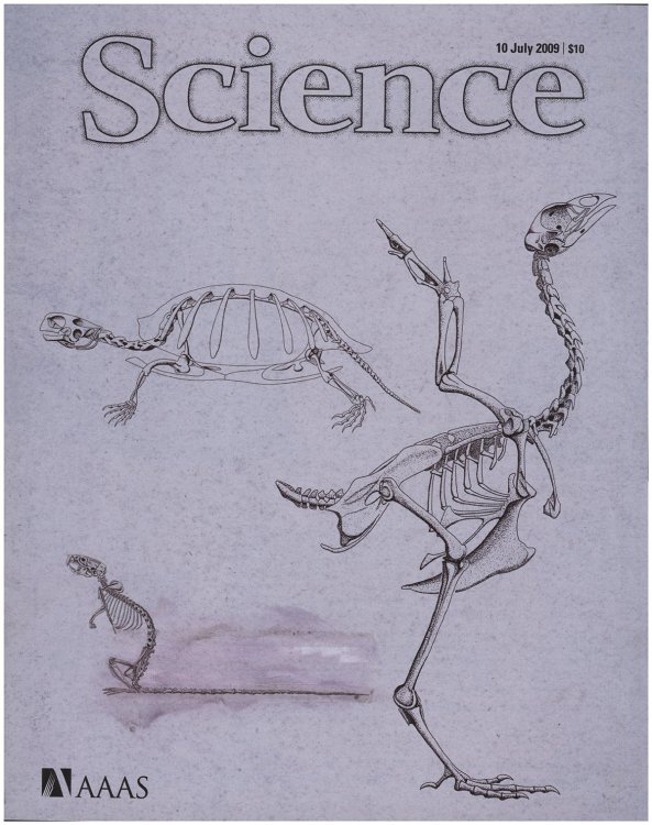 Image for Science Magazine (10 July 2009, Volume 325, Issue 5937) Science Magazine (10 July 2009, Volume 325, Issue 5937)