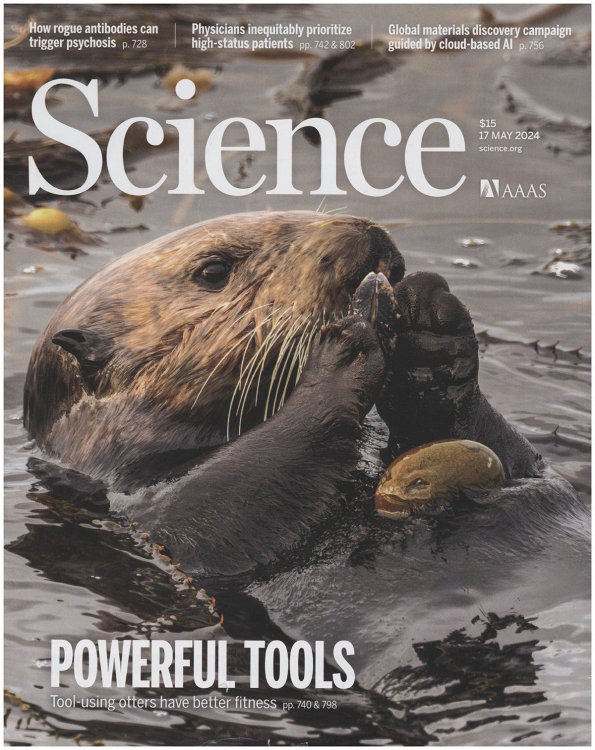 Image for Science Magazine: Tool-using Otters (17 May 2024) Science Magazine: Tool-using Otters (17 May 2024)