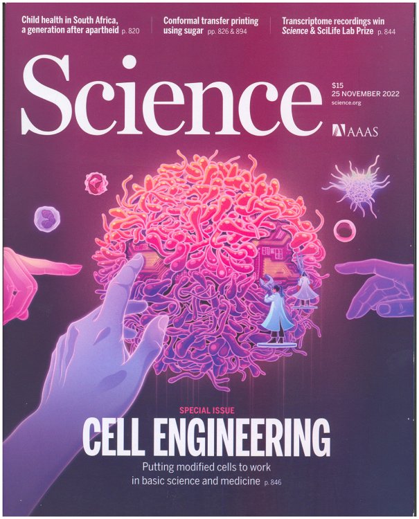 Image for Science Magazine: Cell Engineering (25 November 2022) Science Magazine: Cell Engineering (25 November 2022)