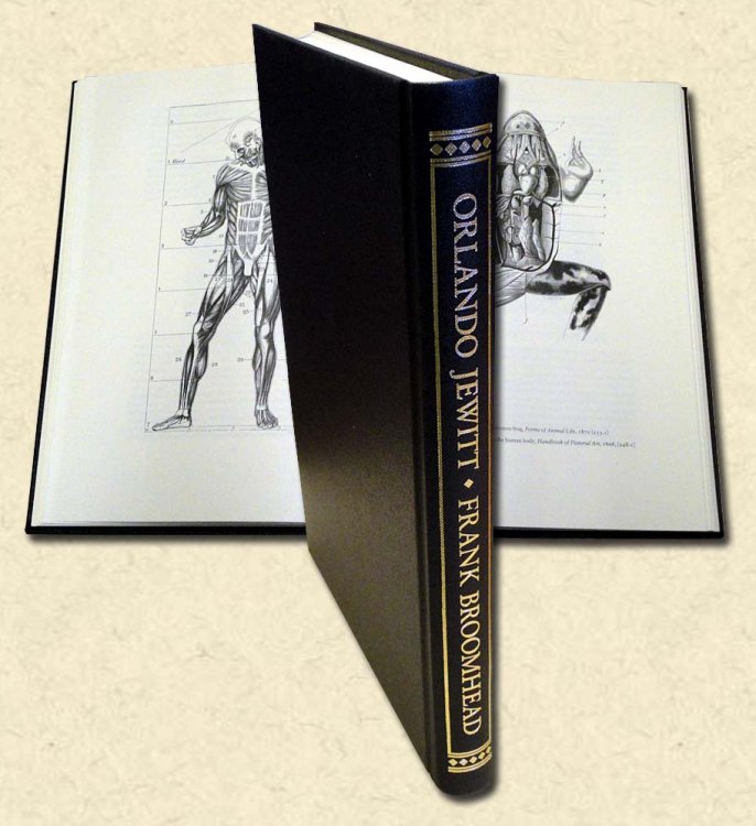 Image for The Book Illustrations of Orlando Jewitt The Book Illustrations of Orlando Jewitt