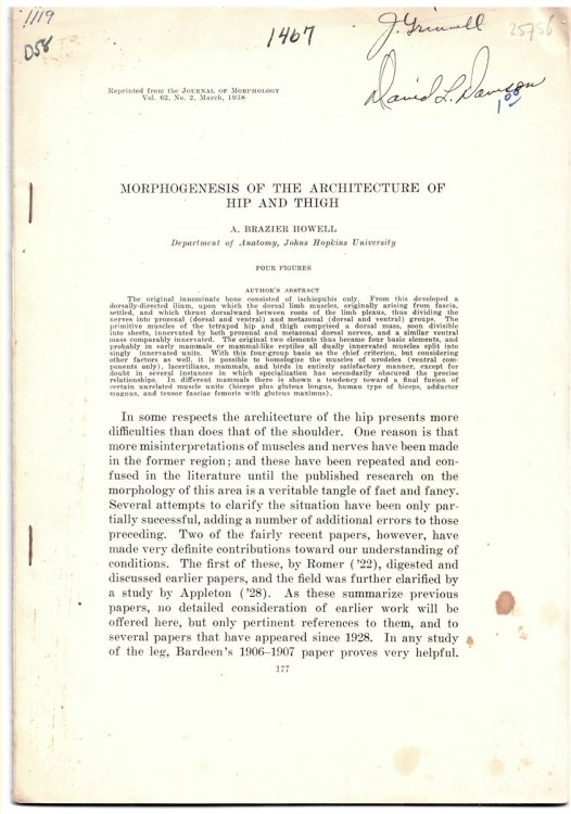 Morphogenesis of the Architecture of Hip and Thigh. Reprinted from the Journal of Morphology Volume 62 No. 2 March 1938