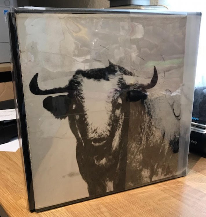 Image for Bulls of Iberia : Life and Death of the Fighting Bull Bulls of Iberia : Life and Death of the Fighting Bull