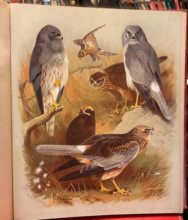 British Birds in Four Volumes