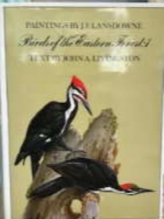 Image for Birds of the eastern forest, 1 Birds of the eastern forest, 1