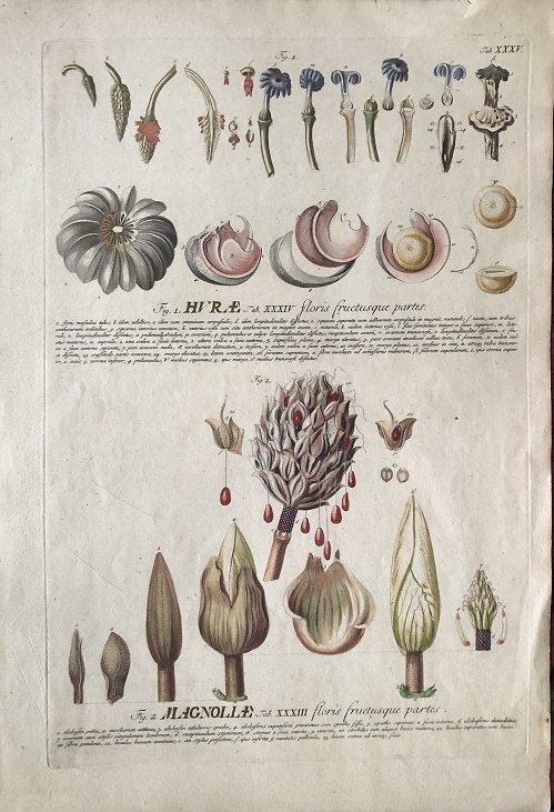 Image for Hurae. floris fructusque partes / Magnoliae. floris frucusque partes. Hurae. floris fructusque partes / Magnoliae. floris frucusque partes.