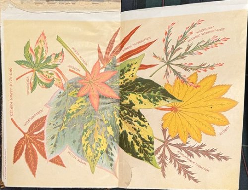 Image for The Howland Nursery Co. Los Angeles, Cal. No. 51. The Howland Nursery Co. Los Angeles, Cal. No. 51.