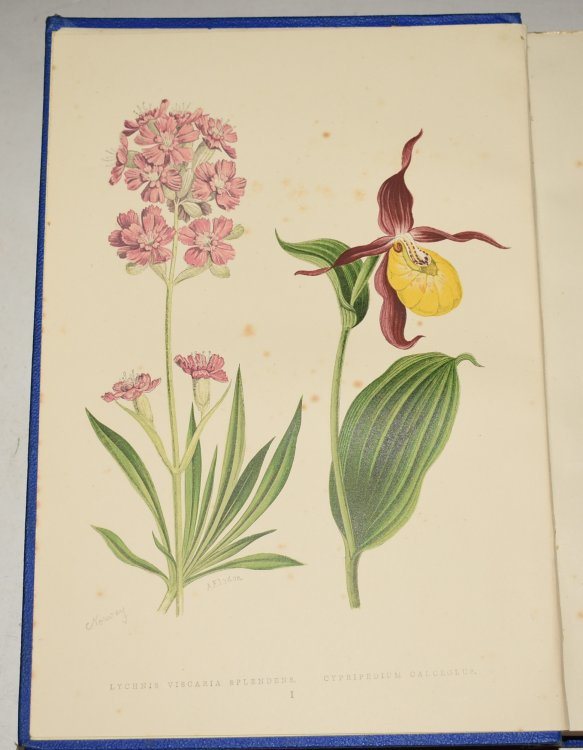 Alpine Plants: Figures and Description of some of The Most Striking and Beautiful of The Alpine Flowers. FIRST AND SECOND SERIES. In Two Volumes.