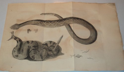 Image for MEMOIR ON AMPHIBIA. NO. XLII. [From the MEMOIR ON AMPHIBIA. NO. XLII. [From the
