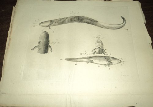Image for TRANSLATIONS OF A MEMOIR ON A NEW SPECIES OF SIREN. By M. de Beauvois. [From the TRANSLATIONS OF A MEMOIR ON A NEW SPECIES OF SIREN. By M. de Beauvois. [From the