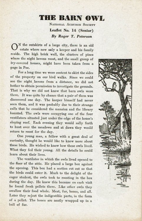 Image for THE BARN OWL. THE BARN OWL.