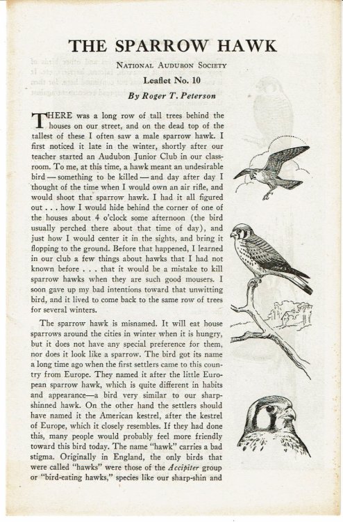 Image for THE SPARROW HAWK. THE SPARROW HAWK.