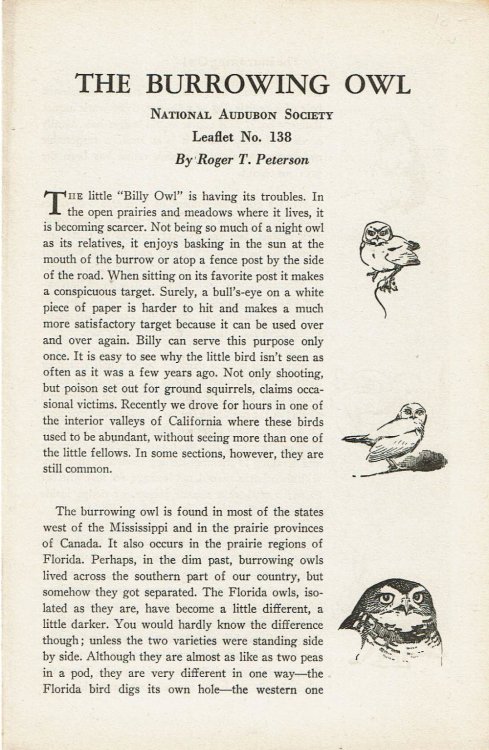 Image for THE BURROWING OWL. THE BURROWING OWL.