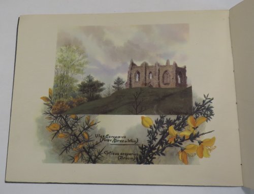 Image for A Book of British Flora for British Boys and Girls A Book of British Flora for British Boys and Girls