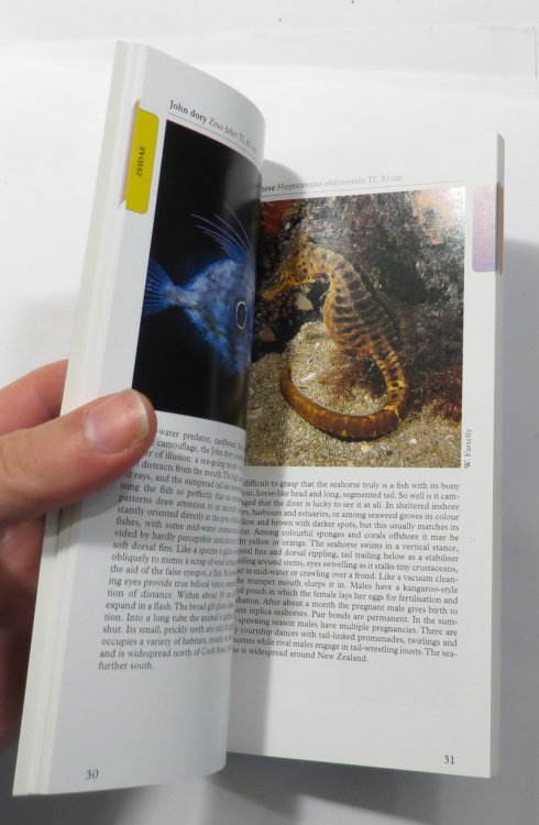 A Photographic Guide to Sea Fishes of New Zealand