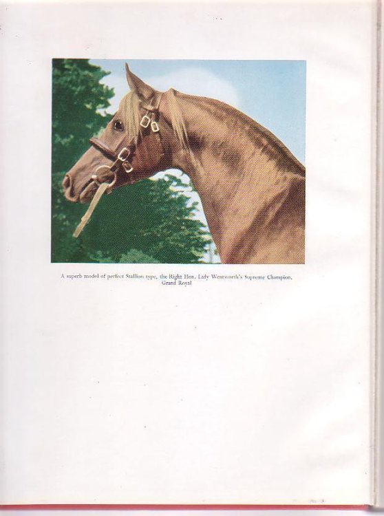 The Swift Runner: Racing Speed Through the Ages; Including Standard Points of its Foundation Breed, The Marathon Runner