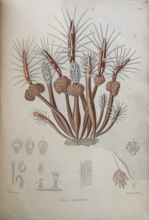 Image for A Monograph of the Gymnoblastic or Tubularian Hydroids. In two parts: I. The hydroida in general. II. The Genera and species of the Gymnoblastea. A Monograph of the Gymnoblastic or Tubularian Hydroids. In two parts: I. The hydroida in general. II. The Genera and species of the Gymnoblastea.
