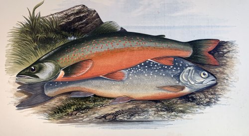 British Fresh-water Fishes. Illustrated with a coloured figure of each species drawn from nature by A. F. Lydon, and numerous engravings.