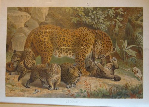 Royal Natural History Volume 1, Section 2: Mammals