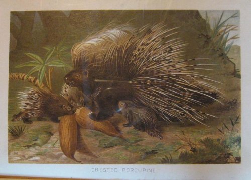 Royal Natural History Volume 3, Section 5: Mammals