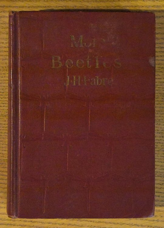 Image for More Beetles More Beetles