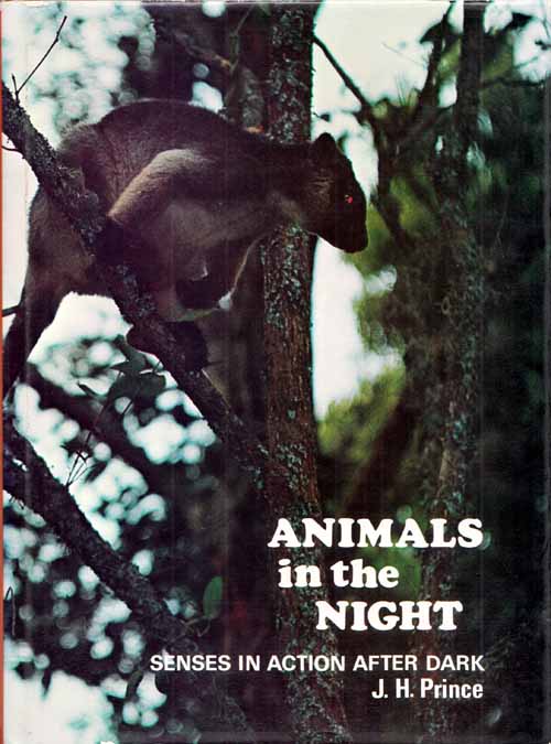 Animals in the Night