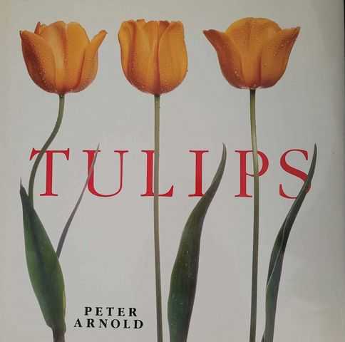 Image for Tulips Tulips