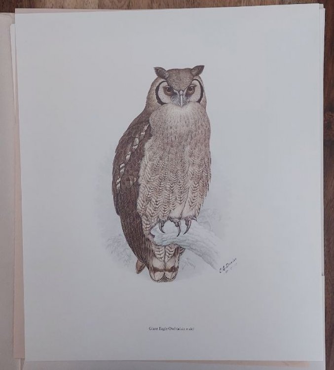 Image for Portfolio of South African Owls Portefeulje van Suid-Afrikaanse Uile Portfolio of South African Owls Portefeulje van Suid-Afrikaanse Uile