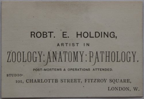 Artist in Zoology: Anatomy: Pathology.