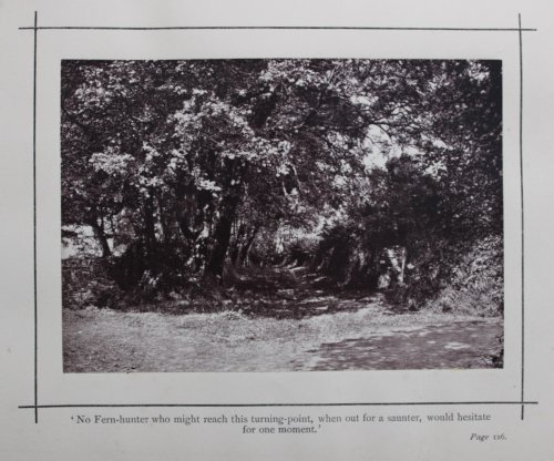 Image for The Fern Paradise: a Plea for the Culture of Ferns. Illustrated Edition (being the fifth). The Fern Paradise: a Plea for the Culture of Ferns. Illustrated Edition (being the fifth).