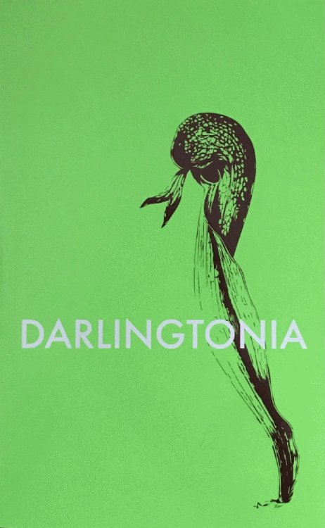Image for Darlingtonia Darlingtonia