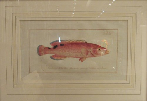 Image for Red Wrasse, or, Red Wrasse, or,
