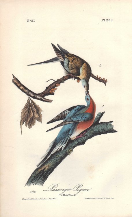 Image for Passenger Pigeon Passenger Pigeon