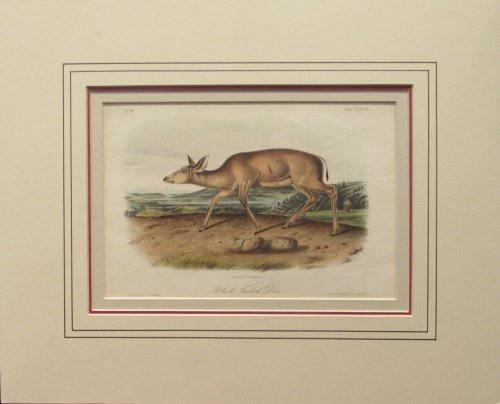 Image for Black-Tailed Deer. Plate LXXVIII from Black-Tailed Deer. Plate LXXVIII from