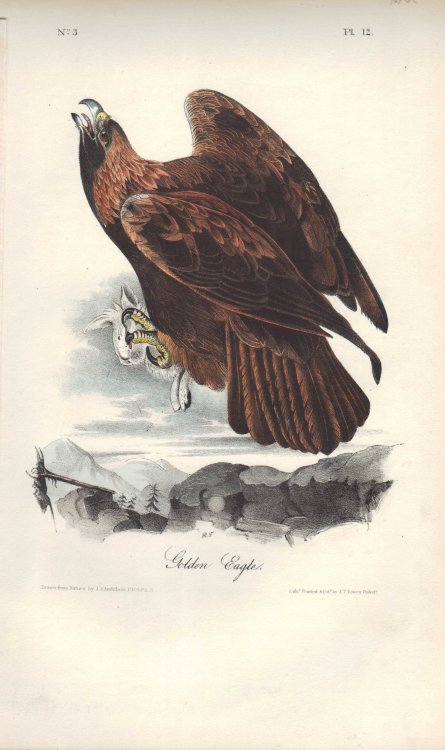Image for Golden Eagle Golden Eagle