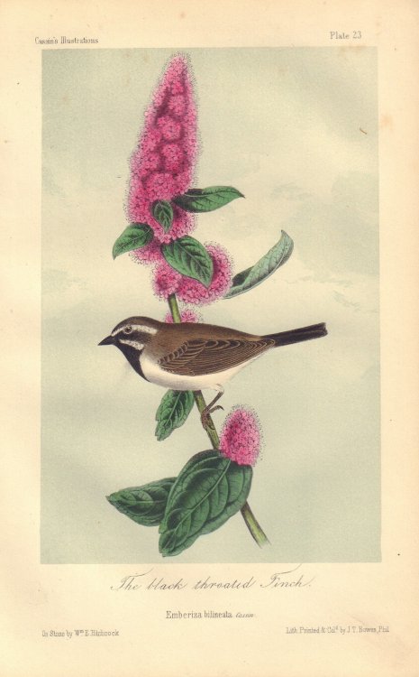 The black throated Finch: Emberiza bilineata